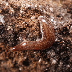 Australopacifica nichollsi