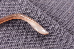 Australopacifica nichollsi