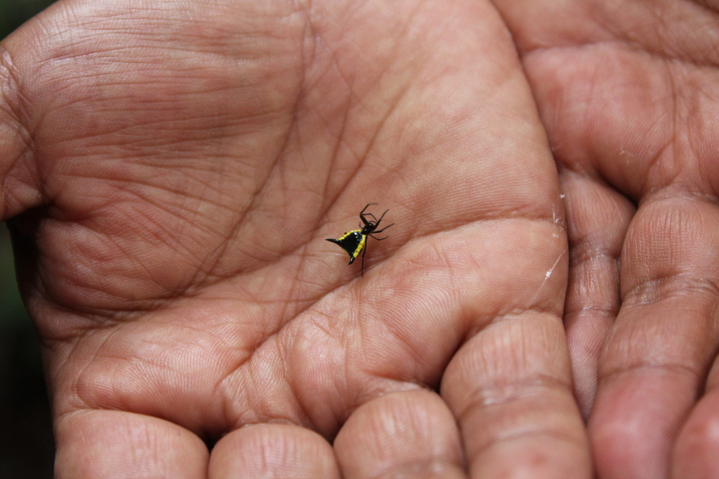 Micrathena pungens