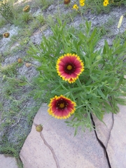 Gaillardia × grandiflora