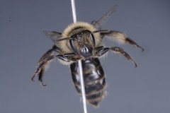 Andrena bradleyi