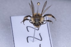 Andrena bradleyi
