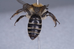Andrena bradleyi