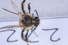 Andrena bradleyi