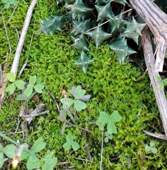 Triquetrella tristicha