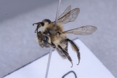 Andrena bradleyi