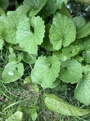 Alliaria petiolata