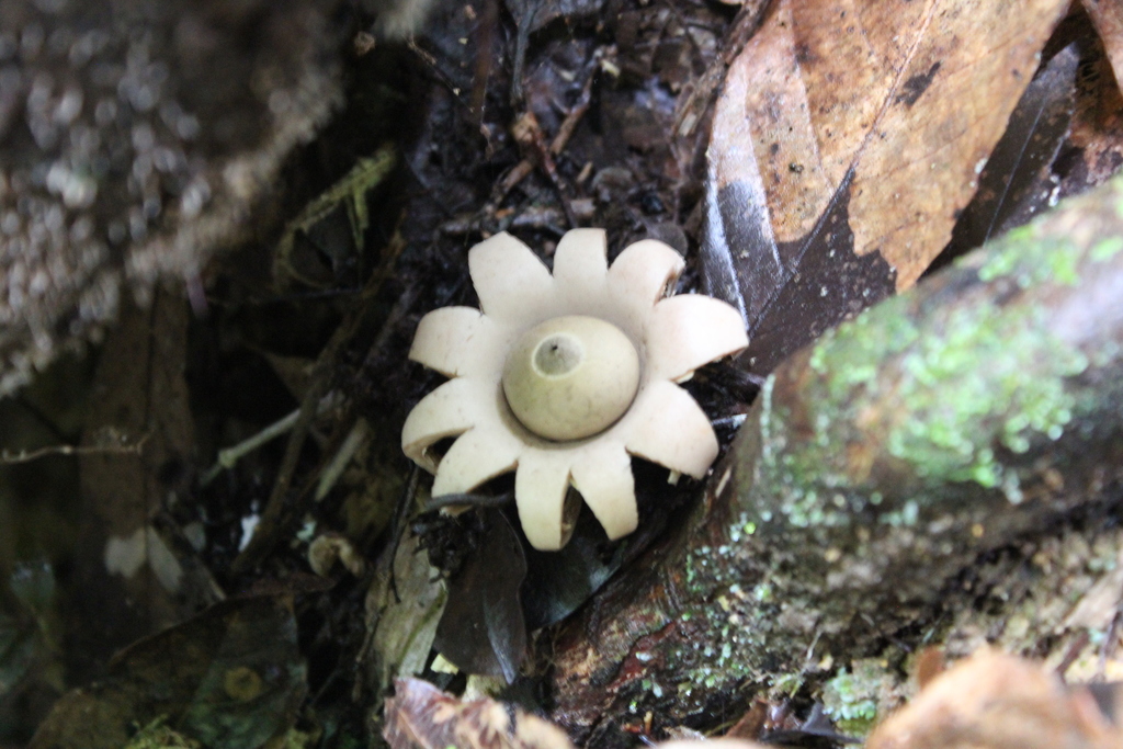 Geastrum saccatum · January 2018 · photo: © airalcorn2 (iNaturalist, cc-by)