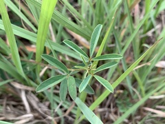 Indigofera trifoliata