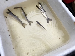 Salmo salar