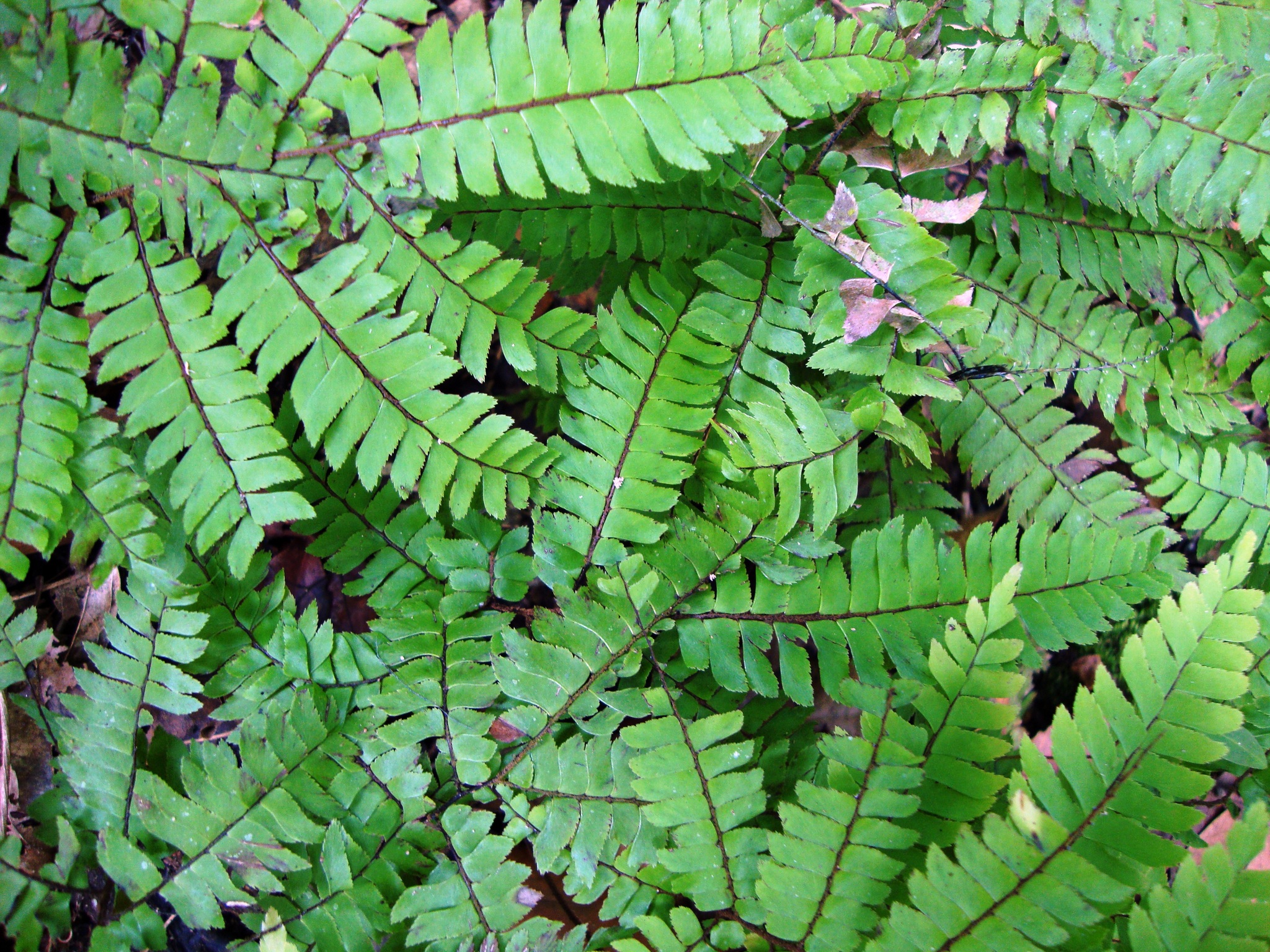 Adiantum tetraphyllum