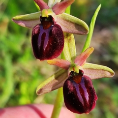 Ophrys sphegodes grammica