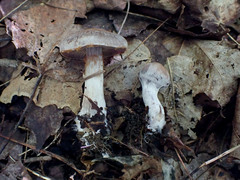 Cortinarius evernius
