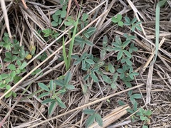 Indigofera trifoliata