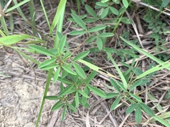 Indigofera trifoliata