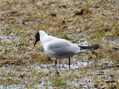 Chroicocephalus ridibundus