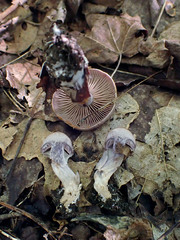 Cortinarius evernius