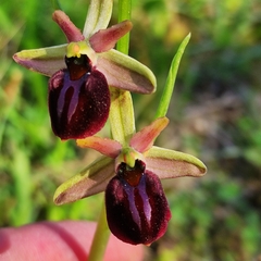 Ophrys sphegodes grammica
