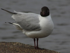 Chroicocephalus ridibundus