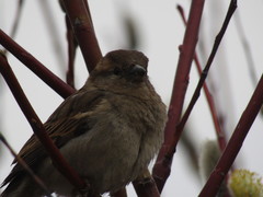 Passer domesticus