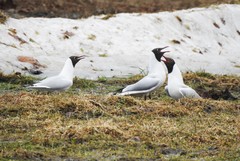 Chroicocephalus ridibundus