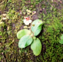 Gloxinia erinoides