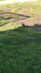 Turdus migratorius