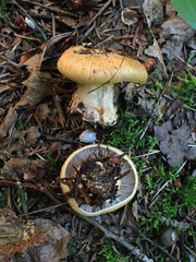Glaucopodes