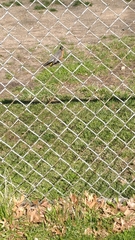 Turdus migratorius