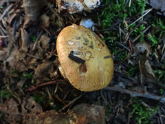 Glaucopodes