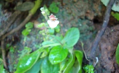 Gloxinia erinoides