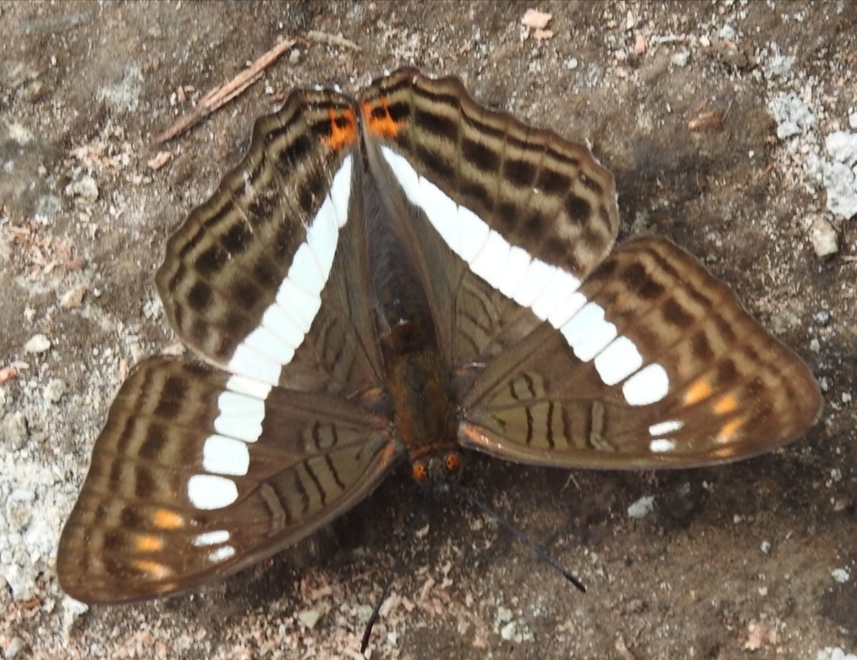 Amiseginae image