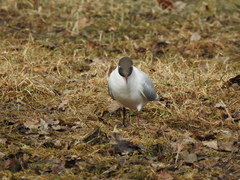 Chroicocephalus ridibundus