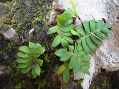 Pleopeltis polypodioides