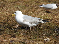 Larus argentatus