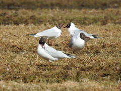 Chroicocephalus ridibundus