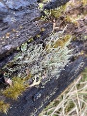 Cladonia cenotea