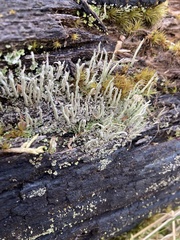 Cladonia cenotea
