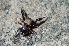 Harmochirus insulanus
