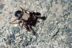 Harmochirus insulanus