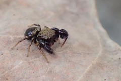 Harmochirus insulanus