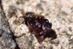Harmochirus insulanus