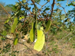 Machaerium