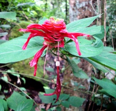 Lepidagathis floribunda
