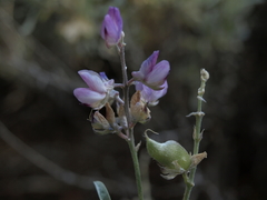 Lupinus caudatus caudatus