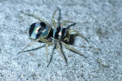 Phintella accentifera