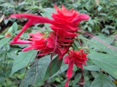 Lepidagathis floribunda