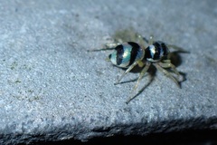 Phintella accentifera