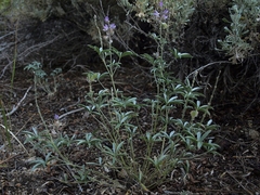 Lupinus caudatus caudatus
