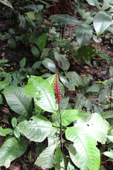 Palicourea subspicata